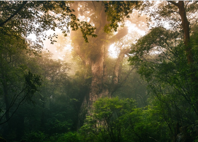 Mist around a giant old tree in a dense forest